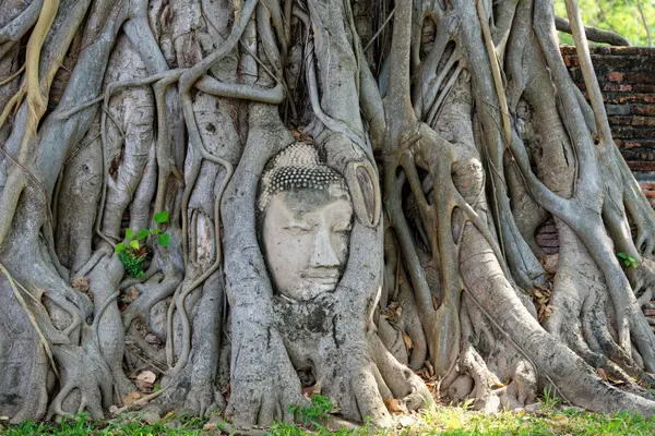 Wat Mahathat Ayutthaya - Ancient Ruins & Tree-Entwined Buddha Head
