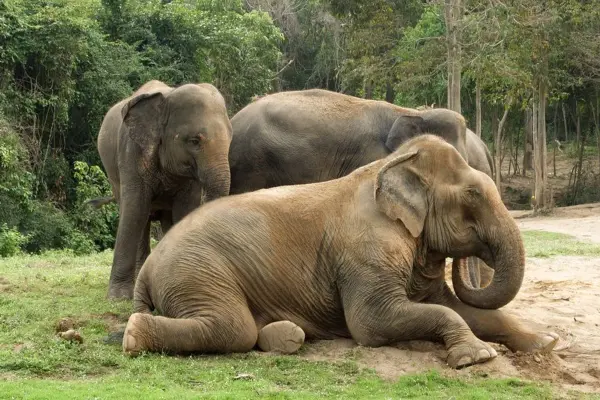 Ethical Elephant Sanctuary Full Day - Gentle Chiang Mai Experience