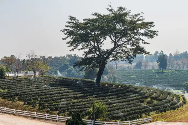 Chiang Rai Tea Plantation Visit - Doi Mae Salong Escape