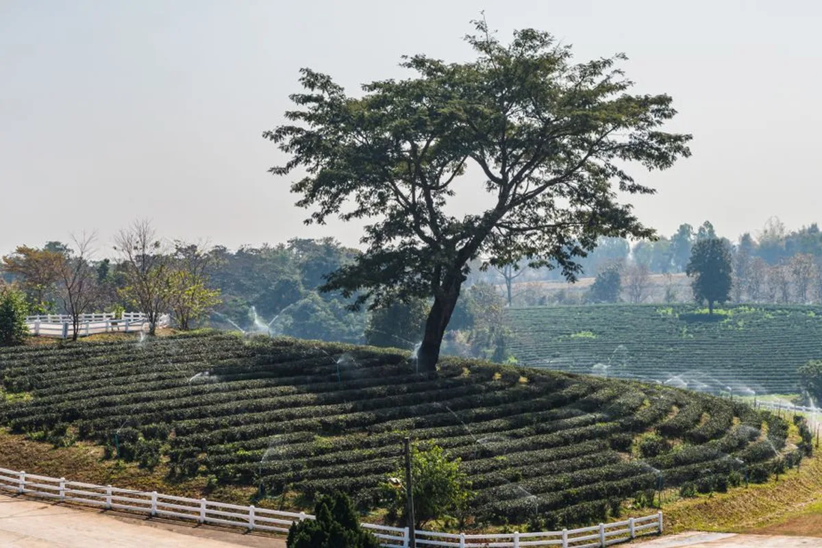 Chiang Rai Tea Plantation Visit - Doi Mae Salong Escape (Under 65 chars)
