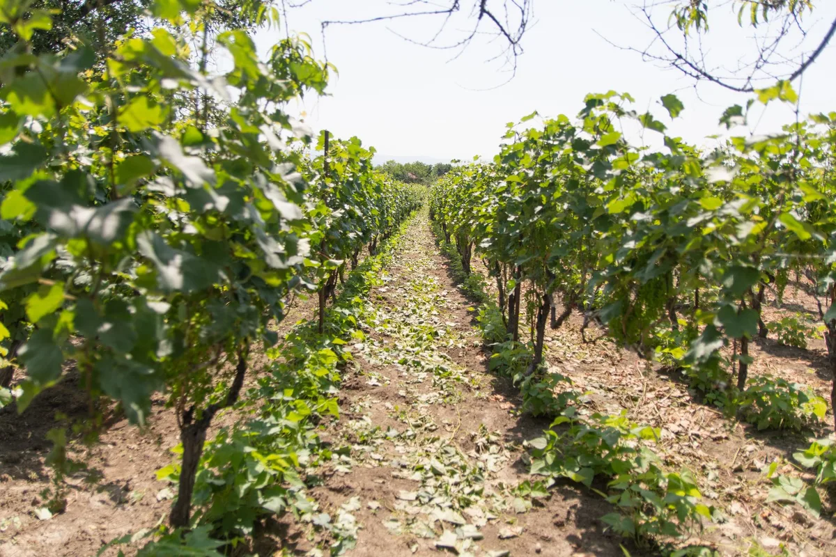 Explore Hua Hin's Wineries & Vineyards | A Gourmet Escape