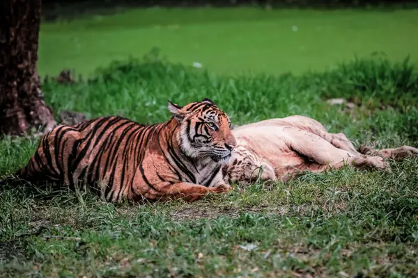 Tiger Temple Phuket - Ethical Animal Encounters & Thai Culture